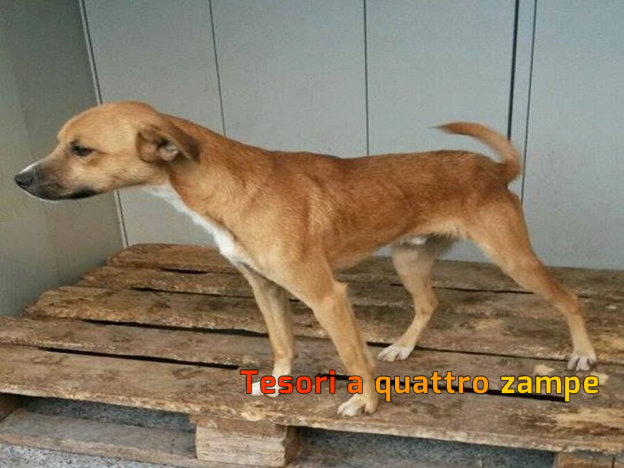 cane_cuccioletto_spaventato_canile_sanitario_fratello_adf