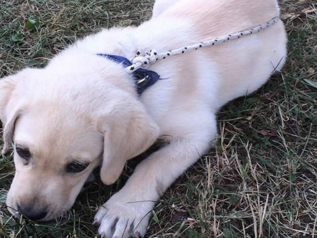 cane_estate_federica_di_mario