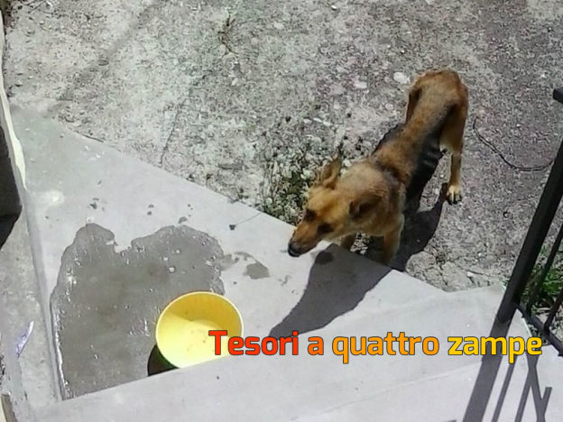 cane_estela_vdr