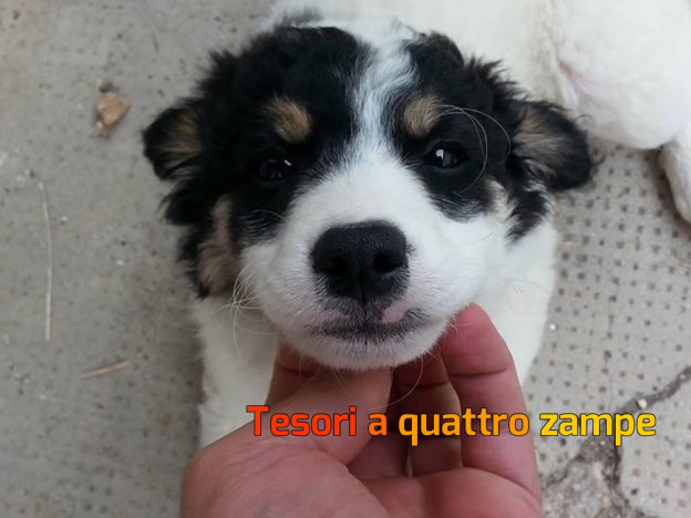 cane_federica_via_lontano