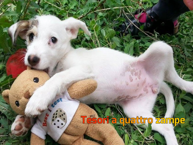 cane_federica_via_lontano4