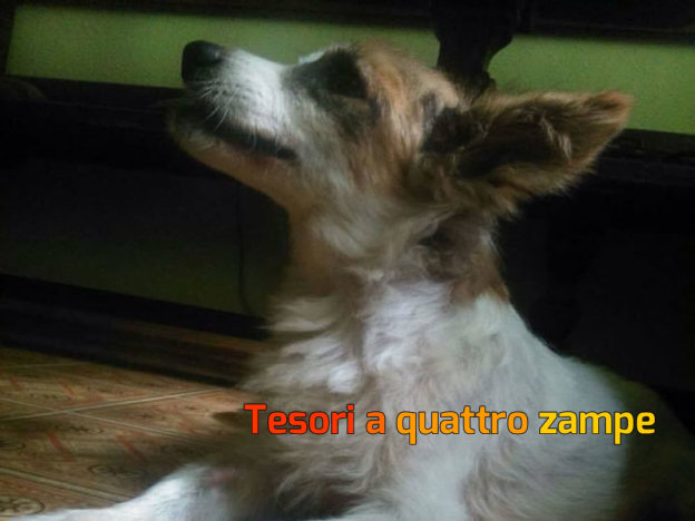 cane_frenk5