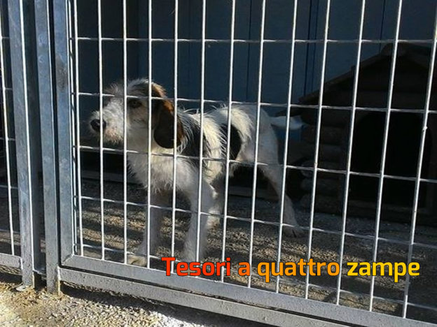 cane_gaspare_canile_sanitario_adf