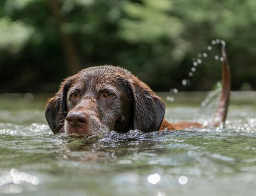 Alla scoperta del Labrador, il cane nuotatore