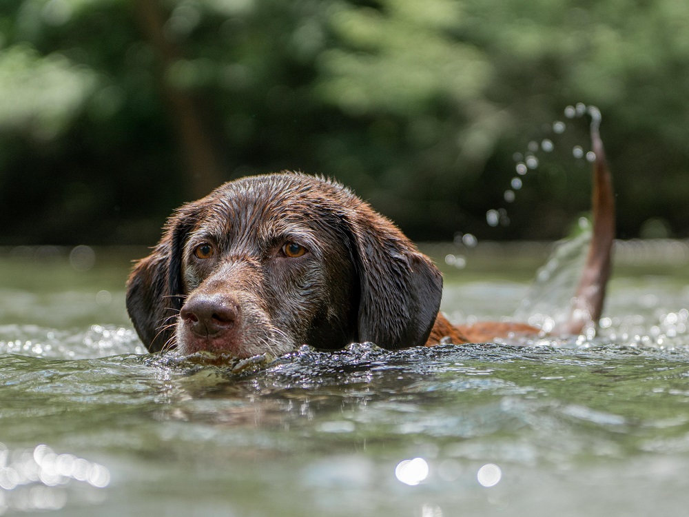 cane_labrador_acqua