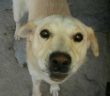 cane_labrador_canile_sanitario_adf2