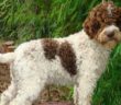 cane_lagotto_rubato_giulia_ferretti_