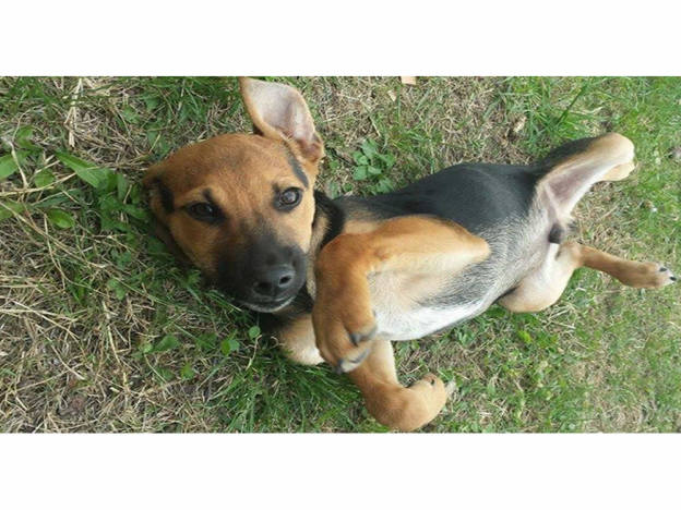 cane_laika_figlia_pef