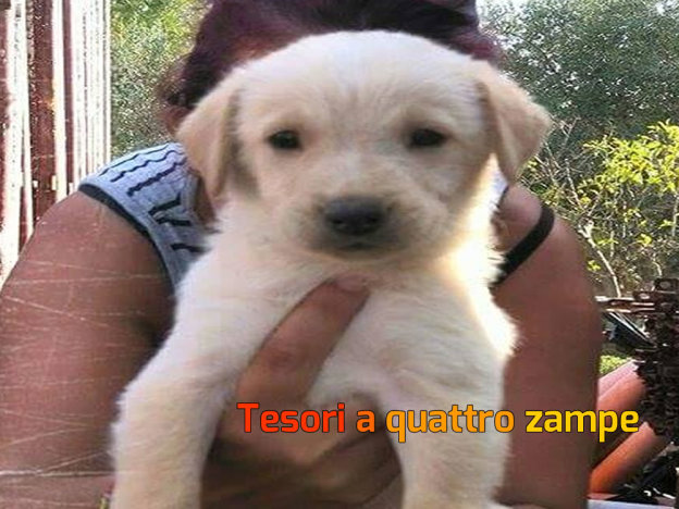 cane_lillo_elena_marinaro