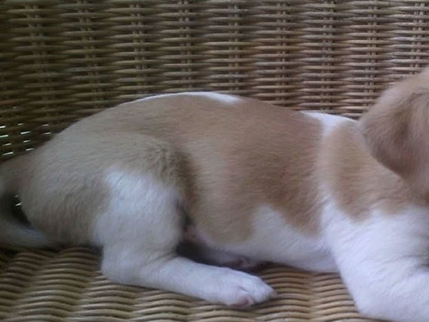 cane_macchia