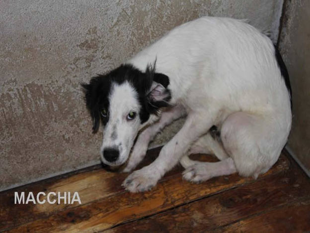 cane_macchia_francesca_btandi