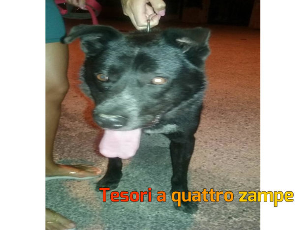 cane_madonna_del_cuore_sara_fedeli