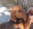 cane_mamma_guendalina_