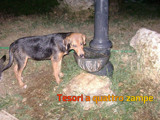 cane_manà_adf