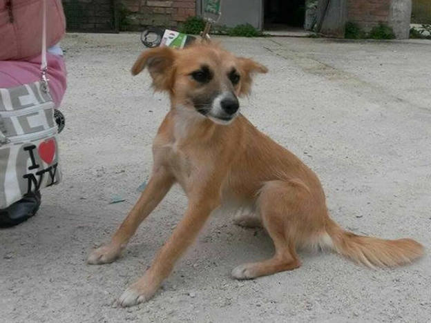 cane_marrone_chiaro_canile_sanitario_adf