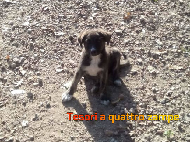 cane_maschio_amatrice_sergio_mosca