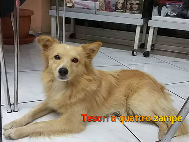 cane_mille_voglie_quattro_strade_adf