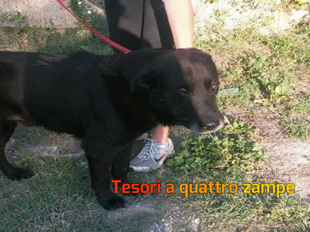 cane_nero_canile_sanitario_adf