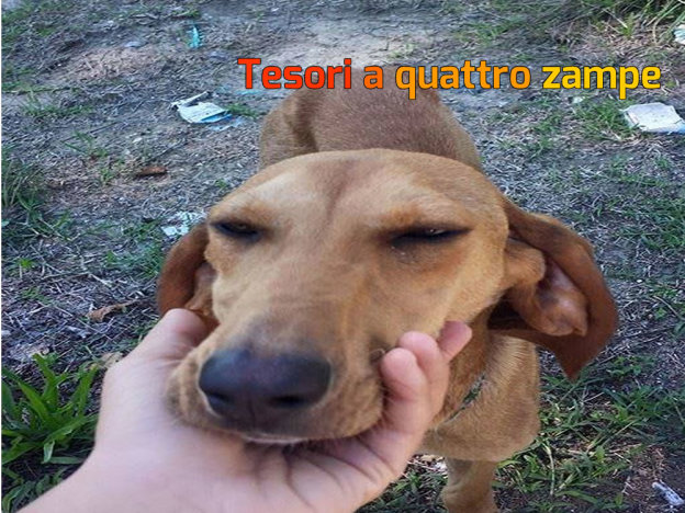cane_nocciolino_vdr