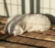 cane_palla_peli_bianco_adf_2
