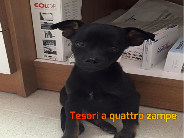 cane_pincher_la_foresta_adottato