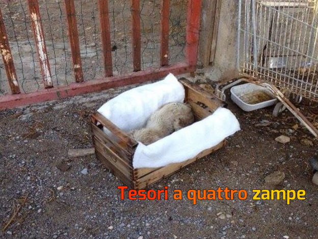 cane_raffy_liliana_ragonese_palermo