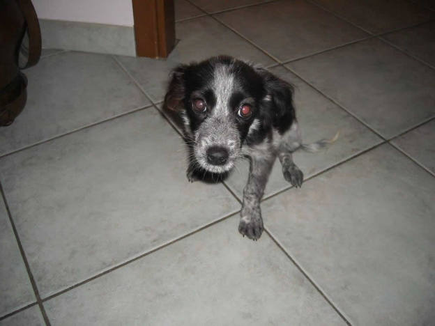 cane_raffy_terni_cucciola