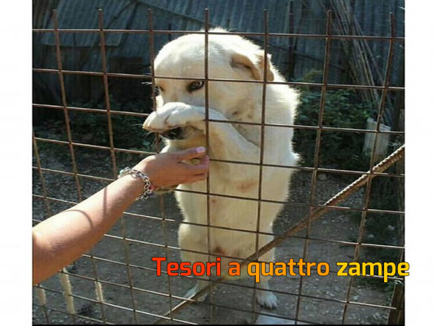 cane_rambo_bianco_pef