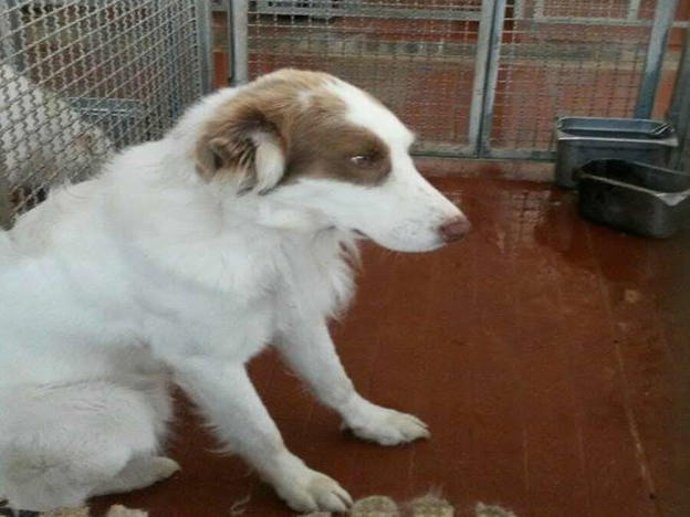 cane_sguardo_pensieroso_canile_adf