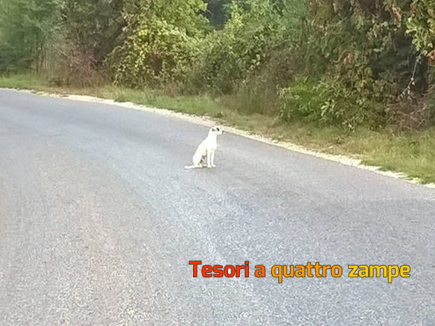 cane_strada_farense