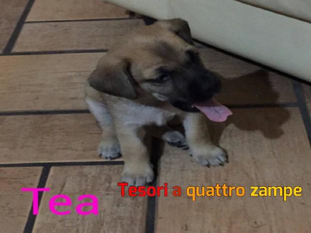 cane_tea_silvia_chiericoni