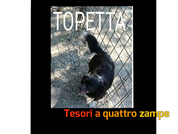 cane_topetta_pef