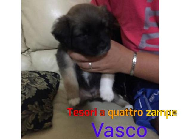 cane_vasco_silvia_chiericoni