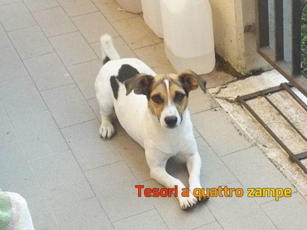 cane_via_aldo_moro
