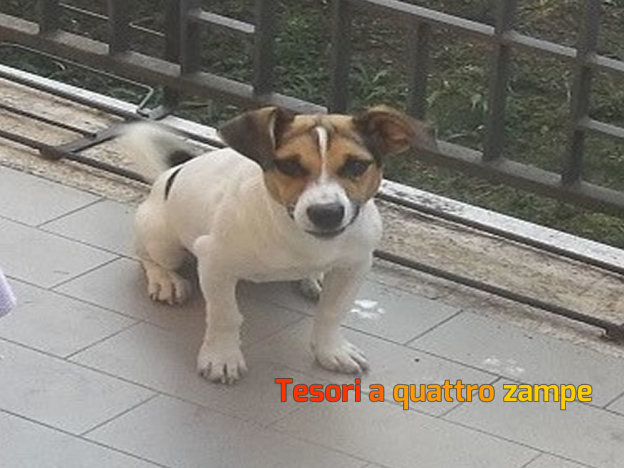 cane_via_aldo_moro2