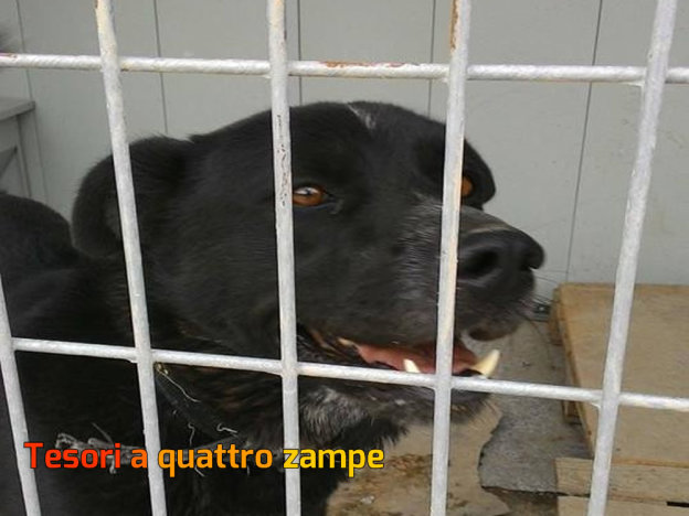 cane_via_cellini_adf