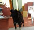 cane_volpino_quattro_strade_smarrito_o_abbandonato_