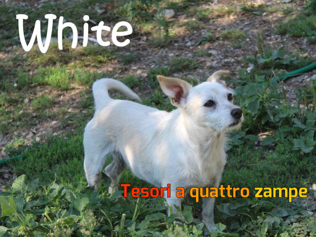 cane_white_pef
