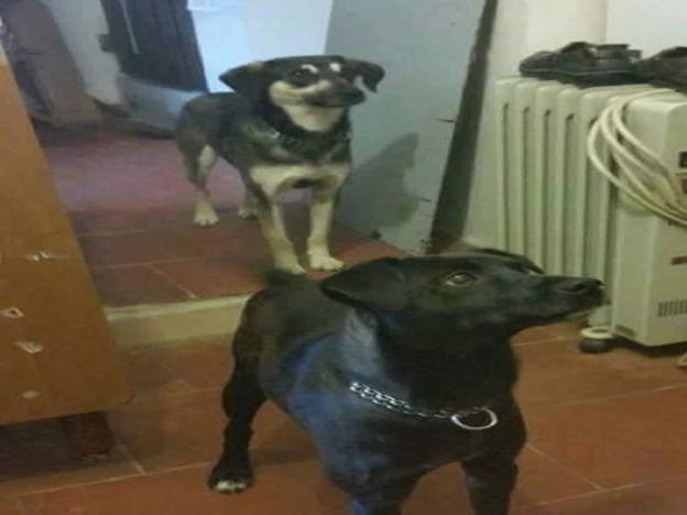 cane_zorro_bandito
