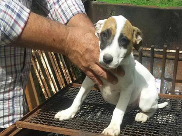 dcane_bulldog_tamara_nobili_da_far_adottare