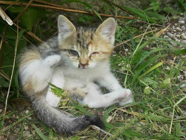 gatto_abbandonato_sara_carrer