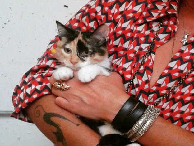 gatto_bianco_rosso_e_nero_nadia_paranese
