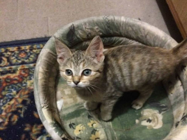 gatto_gattina_chikita