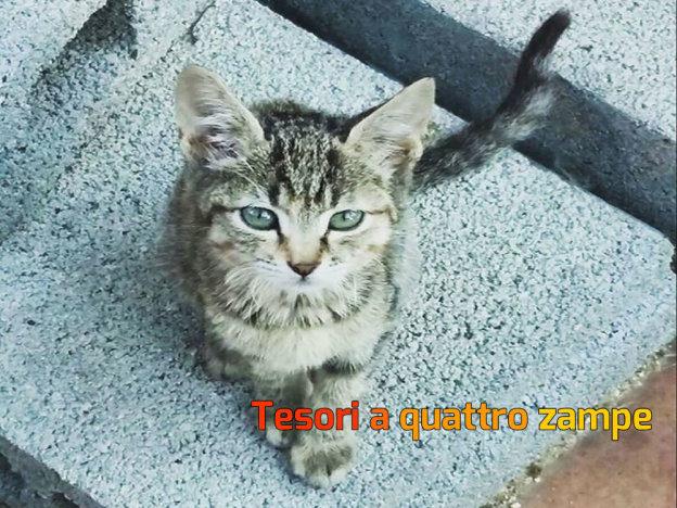 gatto_gattina_emily_vdr