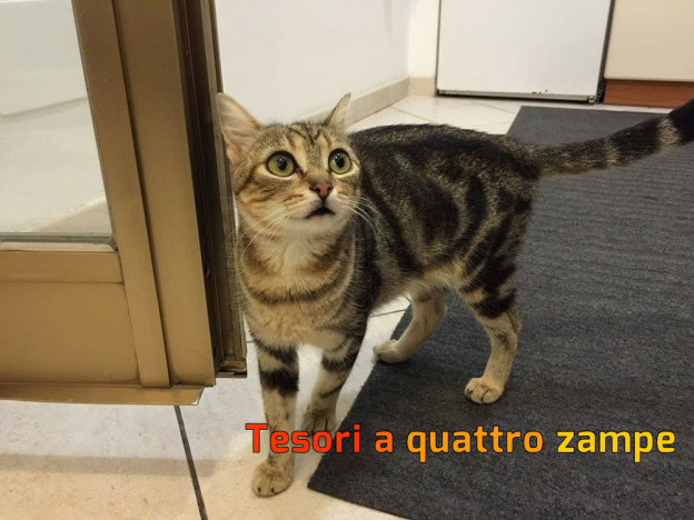 gatto_gattina_silvia_passi