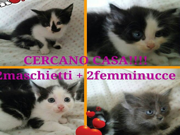 gatto_gattini4_adottati