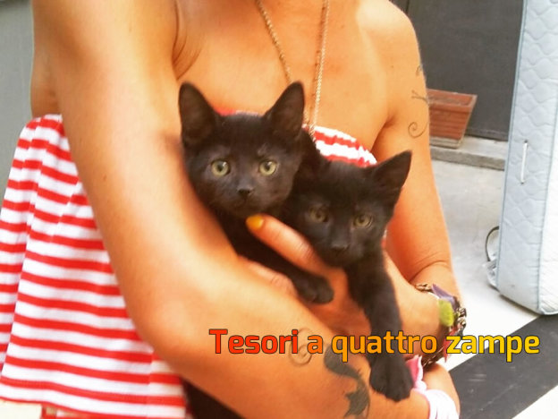 gatto_gattini_raffy_nadia_panarese