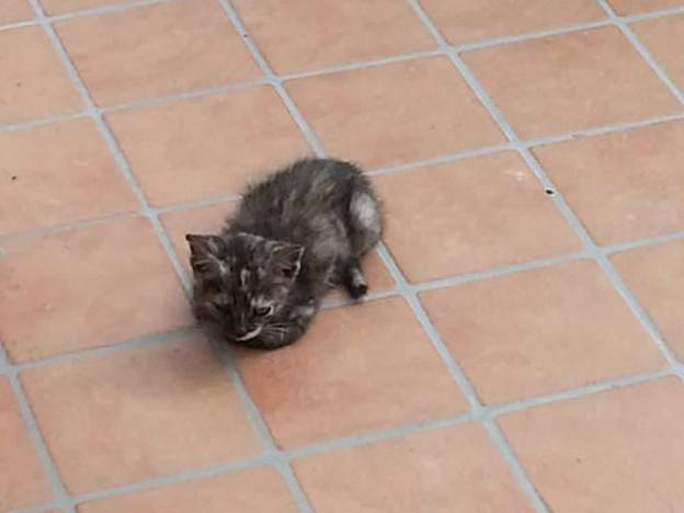gatto_gattino2_giovanna_consumati