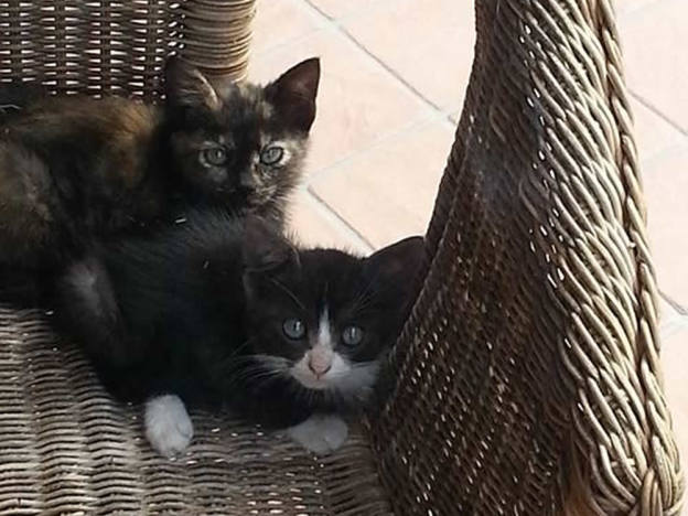 gatto_gattino3_giovanna_consumati