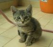 gatto_gattino_cittaducale_mtr_